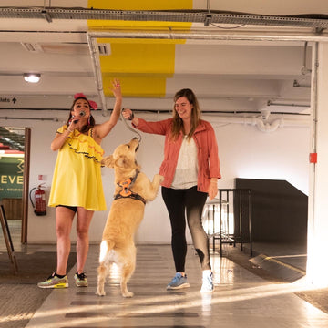 Fur The Love of Dog: The Ultimate Sunday Dog Show in Bermondsey
